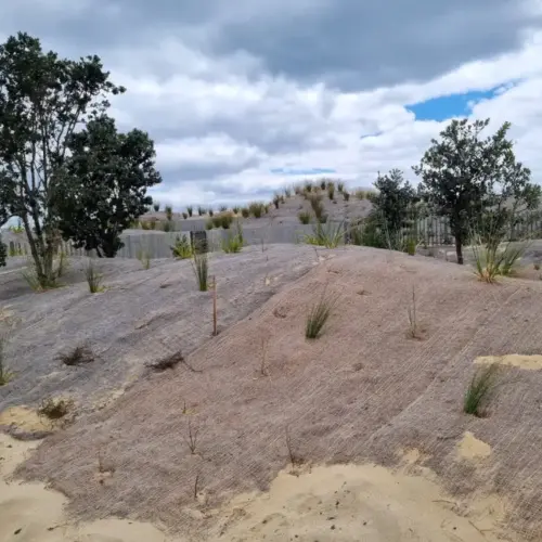 Natural Dune Stabilisation image coir blanket controlling blowing sand on a planted dune